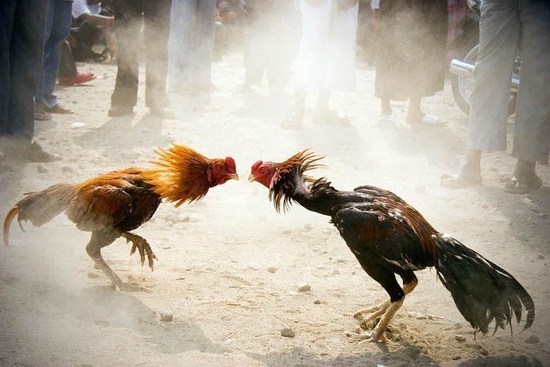Ảnh 2: Đá gà cựa sắt