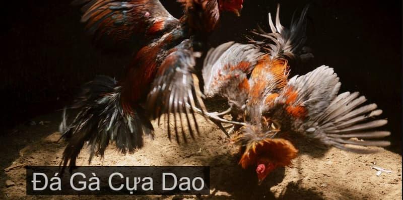 Ảnh 3: Đá gà cựa dao