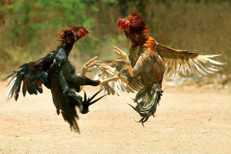 Ảnh 4: Kinh nghiệm cược đá gà