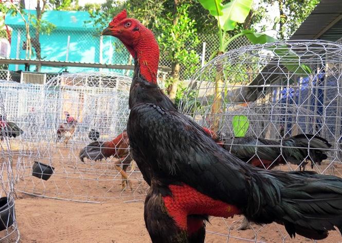 Cách chọn gà chuẩn xác
