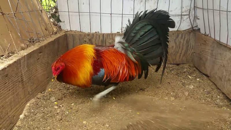 GIỐNG GÀ MCLEAN HATCH