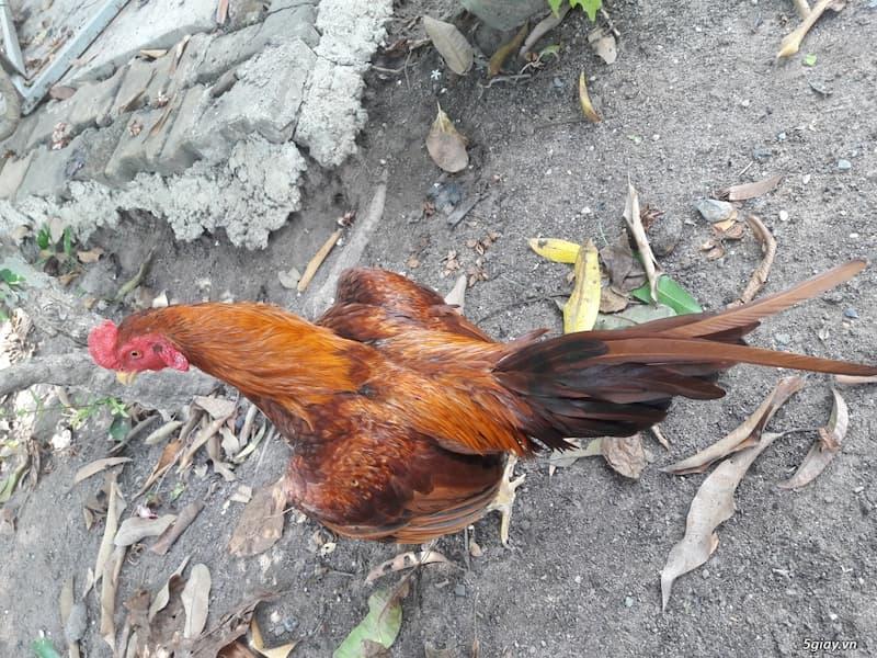 GIỐNG GÀ BOBBY BOLES ASIL