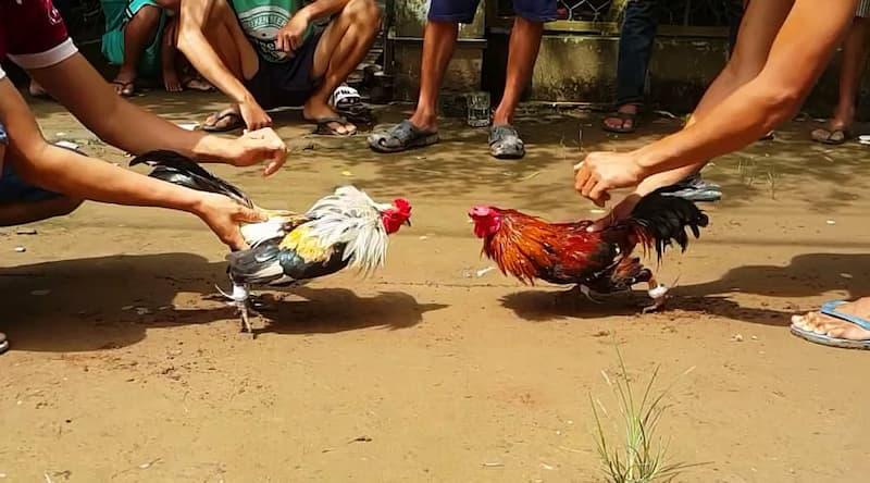 Lưu ý một vài mẹo khi chơi đá gà hàng xáo