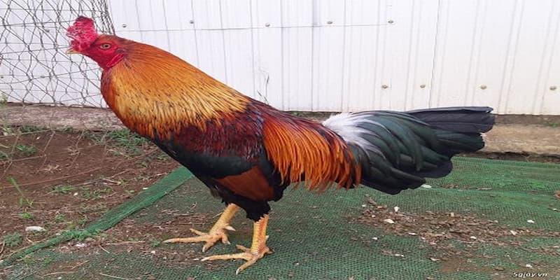 Gà danh thomo là những chú gà như thế nào?