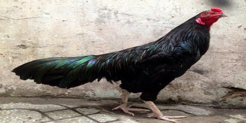 Chọn lựa những chú gà có tố chất từ bé