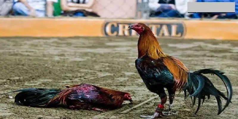Thường xuyên tập luyện và thi đấu cho các chiến kê