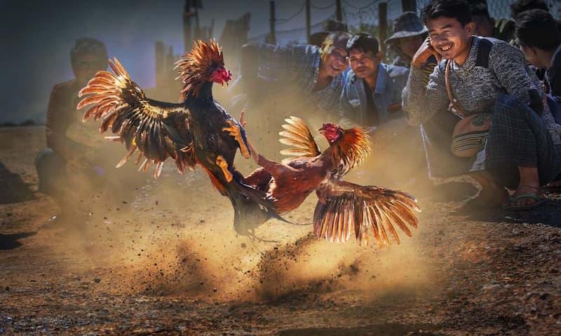 Hình 2: Hiểu rõ luật đá gà