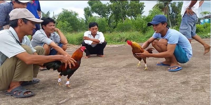 Mánh khóe về chọn gà