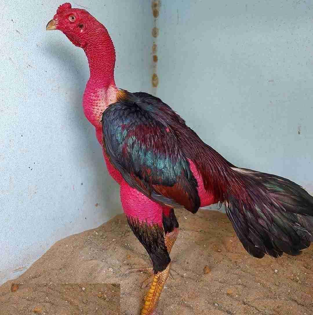 Đôi nét về gà đòn