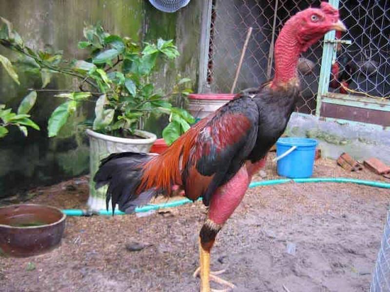 Thời điểm gà thay lông trong năm