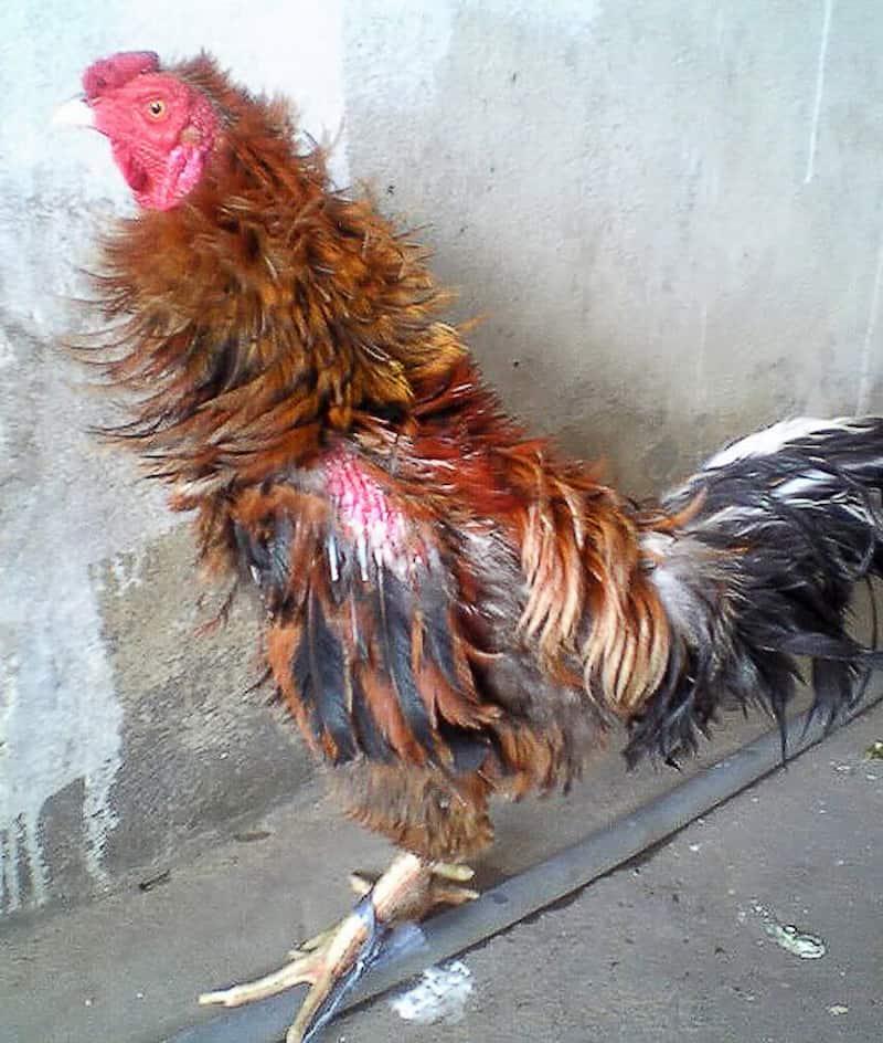 Bấm, nhổ lông cho gà